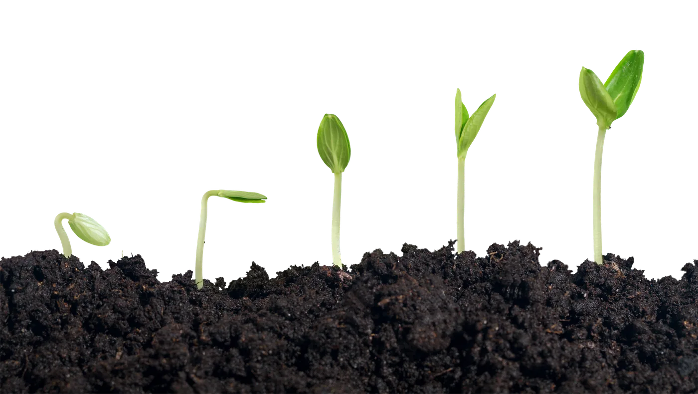 Seedlings at different stages of growth, signifying the growth of clients through counselling
