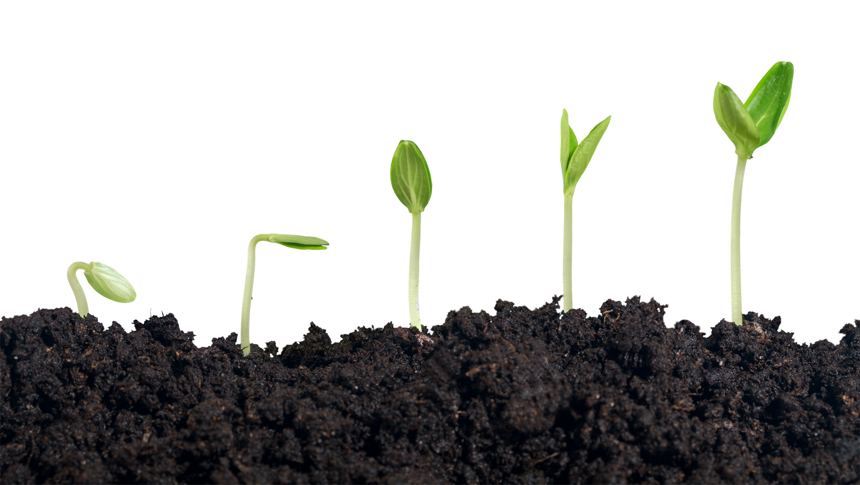 Image of growing sapling indicating client growth through counselling